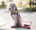 Pet Leash/Pet Products Strong Durable Hard-wearing, Medium Size