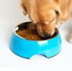 Pet Bowl / Dog bowl with Stainless Steel Eating Surface Black, Medium