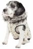 Pet Life  Luxe 'Gilded Rawffled' Gold-Plated Designer Fur Dog Jacket Coat